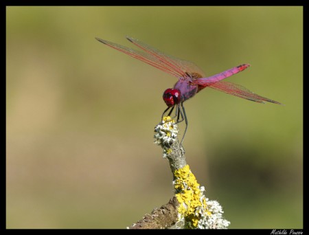 Trithémis pourpré - Trithemis annulata